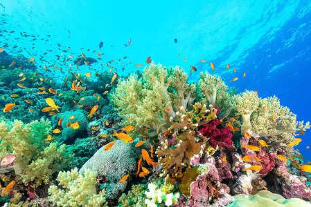 'हुआंगयेन द्वीप प्रवाल भित्तियों पर पारिस्थितिक सर्वेक्षण रिपोर्ट' जारी की गई