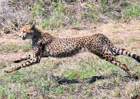 सवाई माधोपुर: कूनो से आया चीता जंगल की ओर लौटा, वन विभाग अलर्ट