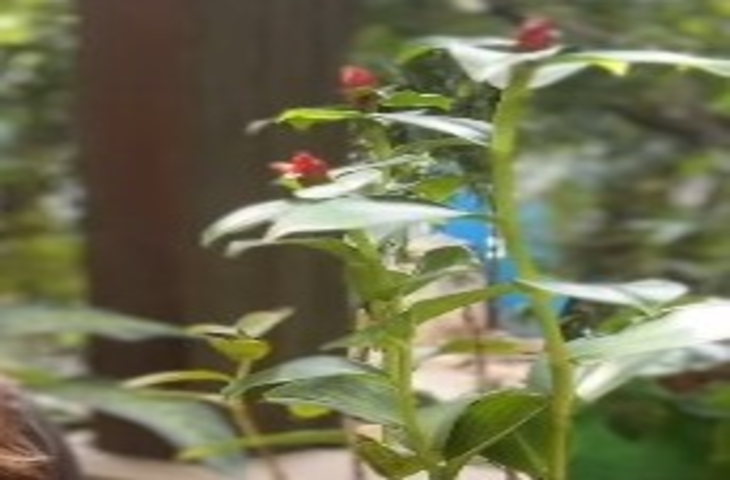 डायबिटीज से हैं परेशान तो घर पर जरूर लगाएं 'इंसुलिन' प्लांट