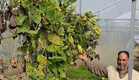 लगन और कड़ी मेहनत से रोल मॉडल बना किसान, उगा रहा विदेशी किस्म की सब्जियां