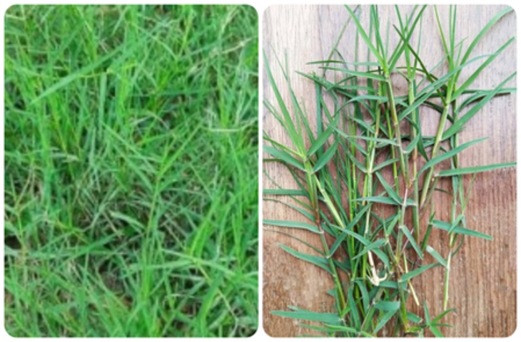 माइग्रेन से लेकर कब्ज तक, हर समस्या को दूर करती है गणपति की प्रिय दूर्वा