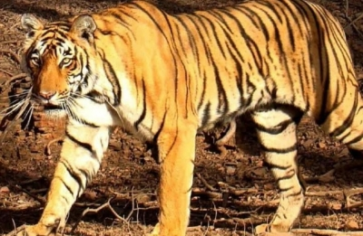 कर्नाटक : चामराजनगर में रिहायशी इलाकों के पास दिखी बाघिन, वन विभाग ने पकड़ा