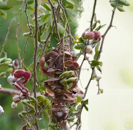 पोषक तत्वों से भरपूर पेड़ों पर फलने वाली 'जंगल जलेबी', इम्युनिटी बूस्ट कर हड्डियों को बनाती है मजबूत