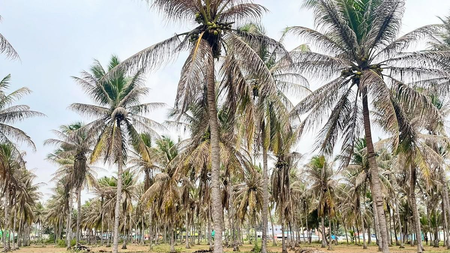 तमिलनाडु के कोयंबटूर में नारियल के बागानों में कीट का प्रकोप, किसानों ने सरकार से मांगी मदद