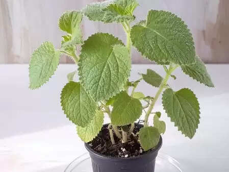 बच्चों से लेकर बड़ों तक के लिए लाभकारी है मैक्सिकन मिंट, संक्रमण से लड़ने की देता है शक्ति
