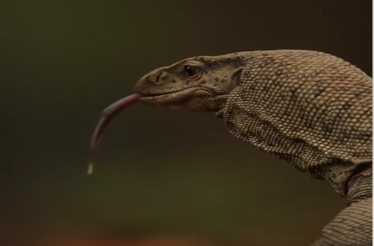 मॉनिटर लिजार्ड : फुफकारने वाली विशाल छिपकली, तस्करी की वजह से संकटग्रस्त