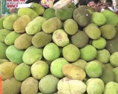 कटहल: स्वाद और सेहत का परफेक्ट कॉम्बिनेशन, फायदे जानकर आप भी शुरू कर देंगे खाना