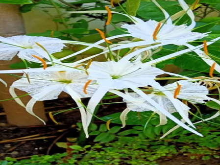 सुदर्शन: नाम की तरह सर्वगुण संपन्न है यह पौधा, गठिया जैसी बीमारी में भी देगा आराम