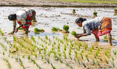 देश में खाद्यान्न भंडार पर्याप्त, उर्वरकों और खाद्य तेल की उपलब्धता भी मजबूत: केंद्र