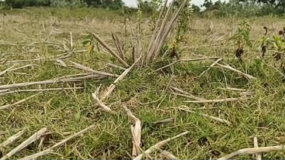 तमिलनाडु: नमक्कल में गंभीर हुआ सूखे का संकट, झीलें सूखने से किसानों को फसल के नुकसान का डर