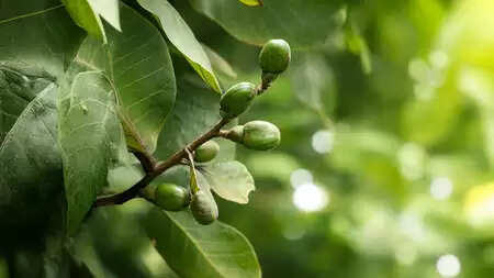 भिलावा: पाचन, त्वचा और जोड़ों के दर्द में चमत्कारी लाभ, पर सावधानी जरूरी