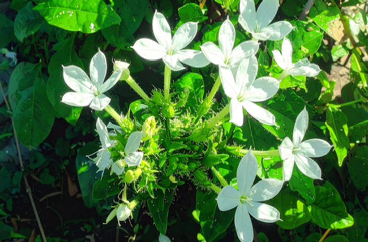 चित्रक: आयुर्वेद की वह जड़ी-बूटी, जो पेट से लेकर जोड़ों तक सब का रखती है ख्याल