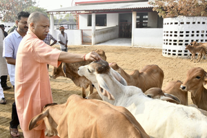 योगी सरकार में बढ़ा 40 फीसदी दुग्ध उत्पादन, देश में यूपी नंबर वन