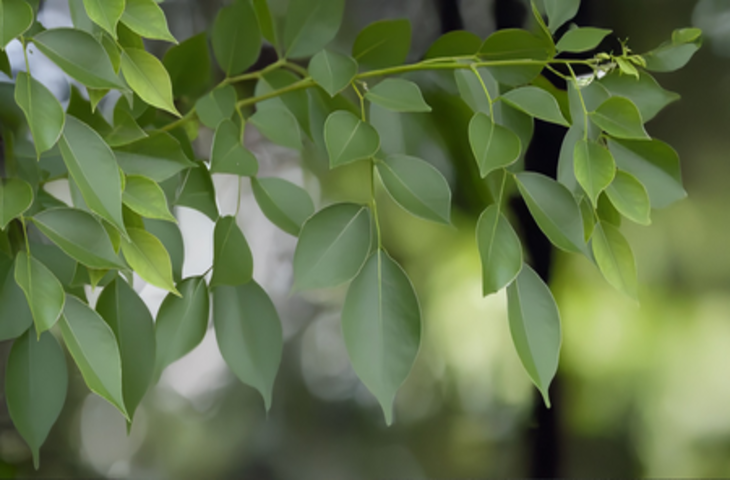 महिलाओं के लिए अमृत से कम नहीं शीशम, कई बीमारियों का है समाधान