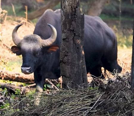 इंडियन बाइसन : विशाल शरीर और गजब की ताकत, जंगल का मजबूत सिपाही