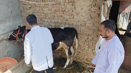 जम्मू-कश्मीर के डोडा में लंपी के 300 से अधिक मामले, पशुपालन विभाग ने तेज किया टीकाकरण अभियान
