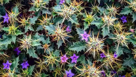 भटकटैया : जंगल का रहस्यमयी पौधा, जिसके फूल, तने और बीज, सब में छिपे हैं औषधीय गुण