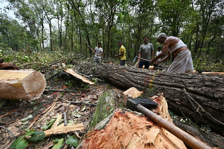 उत्तराखंड: जनता के विरोध के बीच सीएम पुष्कर सिंह धामी ने देहरादून के 'सात मोड़' पर पेड़ों की कटाई पर लगाई रोक