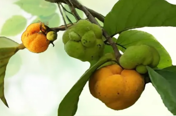 पाचन, त्वचा से लेकर बालों तक के लिए फायदेमंद बड़हर, प्रकृति का खजाना खट्टा-मीठा 'फल'