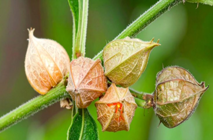 सुकूनभरी नींद और जोड़ों की समस्या दूर करने में अश्वगंधा का सेवन फायदेमंद