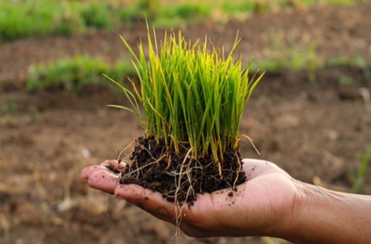 ब्लड प्रेशर नियंत्रित कर एनीमिया दूर करती है दूर्वा, सेवन से मिलते कई लाभ