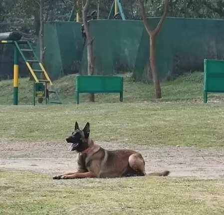 कर्नाटक: बागलकोट में कुत्ते के काटने से फायर कर्मचारी की मौत, कुल 25 लोगों पर किया था हमला