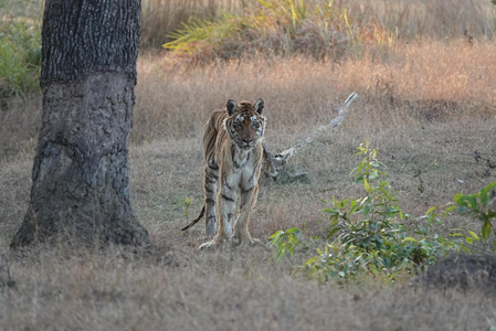 मध्य प्रदेश में फेमस 'लंगड़ी बाघिन' की मौत, 18 साल तक जीवित रहने का बनाया रिकॉर्ड