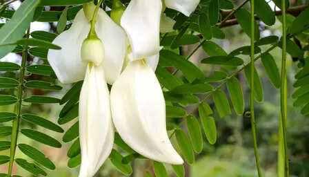 सिरदर्द से लेकर जोड़ों तक, हर समस्या से निजात दिलाएगी ये आयुर्वेदिक जड़ी-बूटी