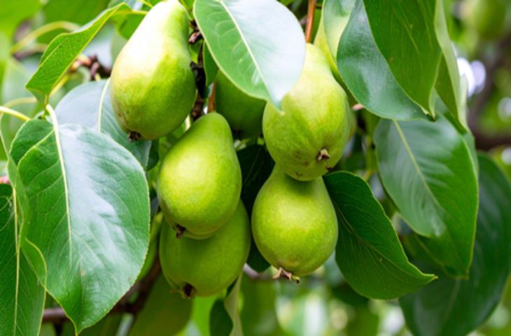 कब्ज से लेकर डायबिटीज तक, हर मर्ज की दवा है हरीतकी