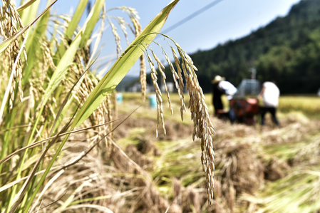 चीन का अनाज उत्पादन लगातार दो साल से 70 करोड़ टन पार
