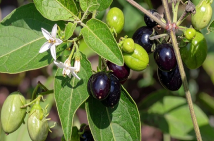 गर्मियों में इन पांच पत्तियों का सेवन शरीर को रखेगा स्वस्थ्य, मिलेगी हर परेशानी से राहत