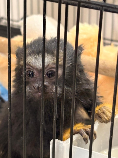 गुजरात में विदेशी जानवरों और पक्षियों के अवैध प्रजनन और बिक्री रैकेट का भंडाफोड़