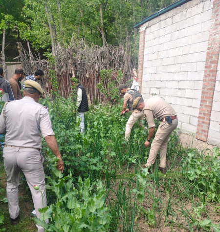 जम्मू-कश्मीर: सोपोर में अफीम की खेती करने वालों पर पुलिस की बड़ी कार्रवाई, नष्ट की फसल