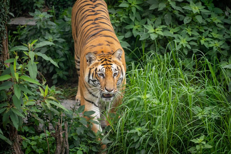 नेपाल में इको-टूरिज्म को बढ़ावा देने के लिए बड़ी पहल, टाइगर सेंक्चुरी बनाने की योजना