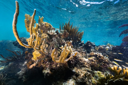 समुद्री जीवन के लिए अहम 'कोरल रीफ', जानें क्यों खतरनाक है 'कोरल ब्लीचिंग'?