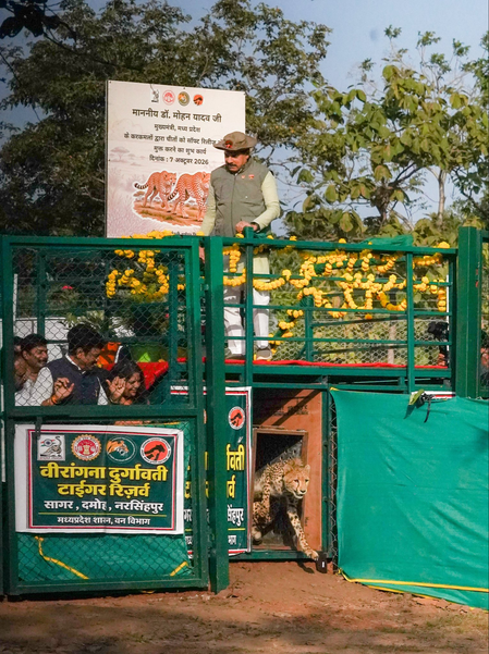 मध्य प्रदेश में चीता पुनर्वास कार्यक्रम का विस्तार, अब तीसरे ठिकाने सागर रिजर्व में छोड़े गए 2 चीते