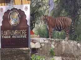 दादी के सामने पोते की गर्दन पकड़कर ले गई बाघिन सुल्ताना, वीडियो में देखें त्रिनेत्र गणेश के दर्शन करने आया था परिवार