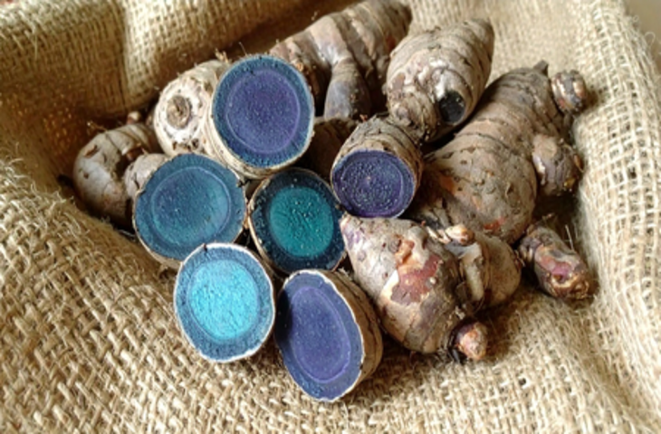 काली हल्दी: एक ऐसा पौधा, जिसकी जड़ों में छीपा है औषधीय गुणों का खजाना