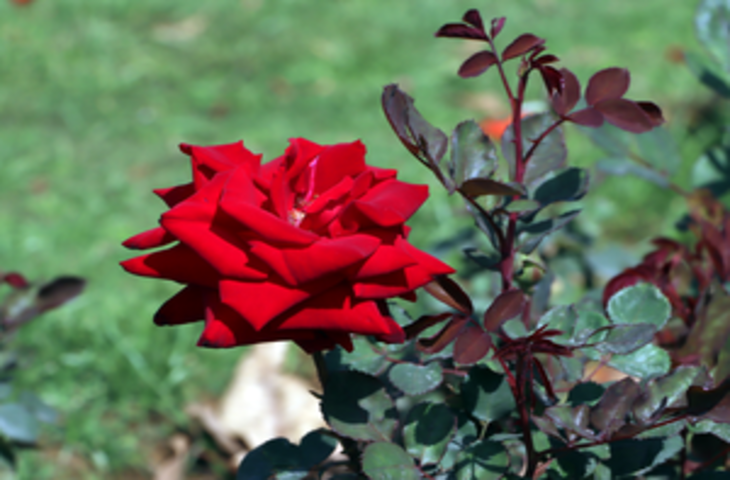 रोज डे : महज प्रेम की अभिव्यक्ति नहीं, सेहत के लिए भी वरदान है गुलाब