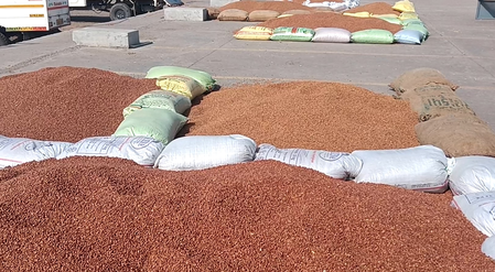 गुजरात: चना और सरसों की एमएसपी पर खरीद शुरू, हजारों किसानों ने कराया पंजीकरण