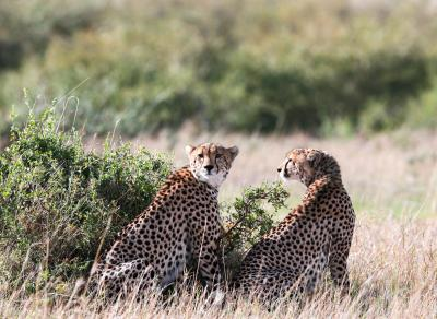 कूनो नेशनल पार्क से निकला चीता राजस्थान के गांव में पहुंचा, दहशत में ग्रामीण