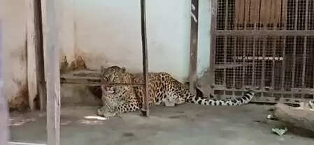 अंतरराष्ट्रीय चीता दिवस : भारत में बढ़ रही चीतों की संख्‍या, पीएम मोदी की पहल सराहनीय