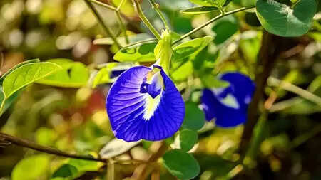 आयुर्वेदिक टिप्स : स्ट्रेस और टेंशन को कहें अलविदा, रोजाना करें शंखपुष्पी का सेवन