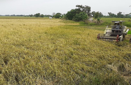 तमिलनाडु: तंजावुर में पानी की कमी से सांबा धान की फसल बर्बाद, किसानों ने मांगा मुआवजा