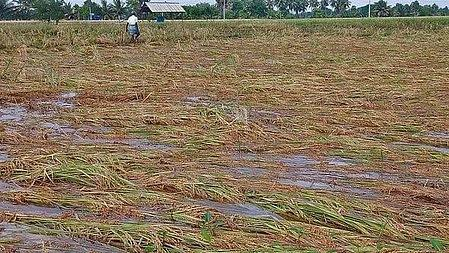 फसल बीमा के दायरे में 1 करोड़ हेक्टेयर से अधिक भूमि के साथ राजस्थान देश में अग्रणी