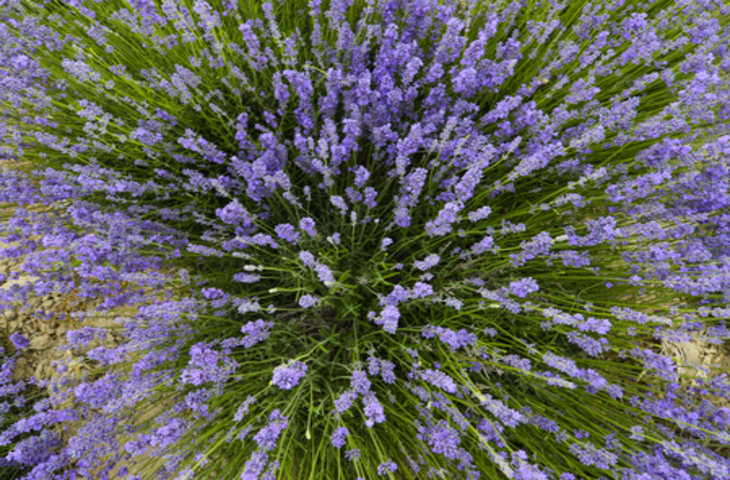 घर को रखें कीटमुक्त, ये पौधे रखेंगे मच्छर और मक्खियां दूर