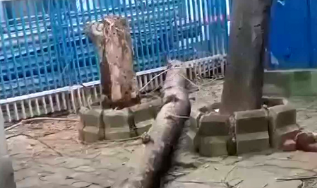 कोलकाता के एसएसकेएम अस्पताल में बड़ा हादसा, पेड़ गिरने से महिला की मौत, दो घायल