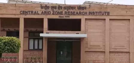 राजस्थान: जोधपुर के किसानों के लिए वरदान भगवा वैरायटी, कई गुना हो रही आमदनी