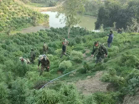 त्रिपुरा: 10 दिनों में नष्ट किए 30 लाख से अधिक गांजा के पौधे, कीमत 145 करोड़
