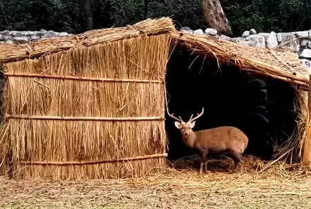 पंजाब के चिड़ियाघर में जानवरों के लिए हीटर और फूस की छत की व्यवस्था